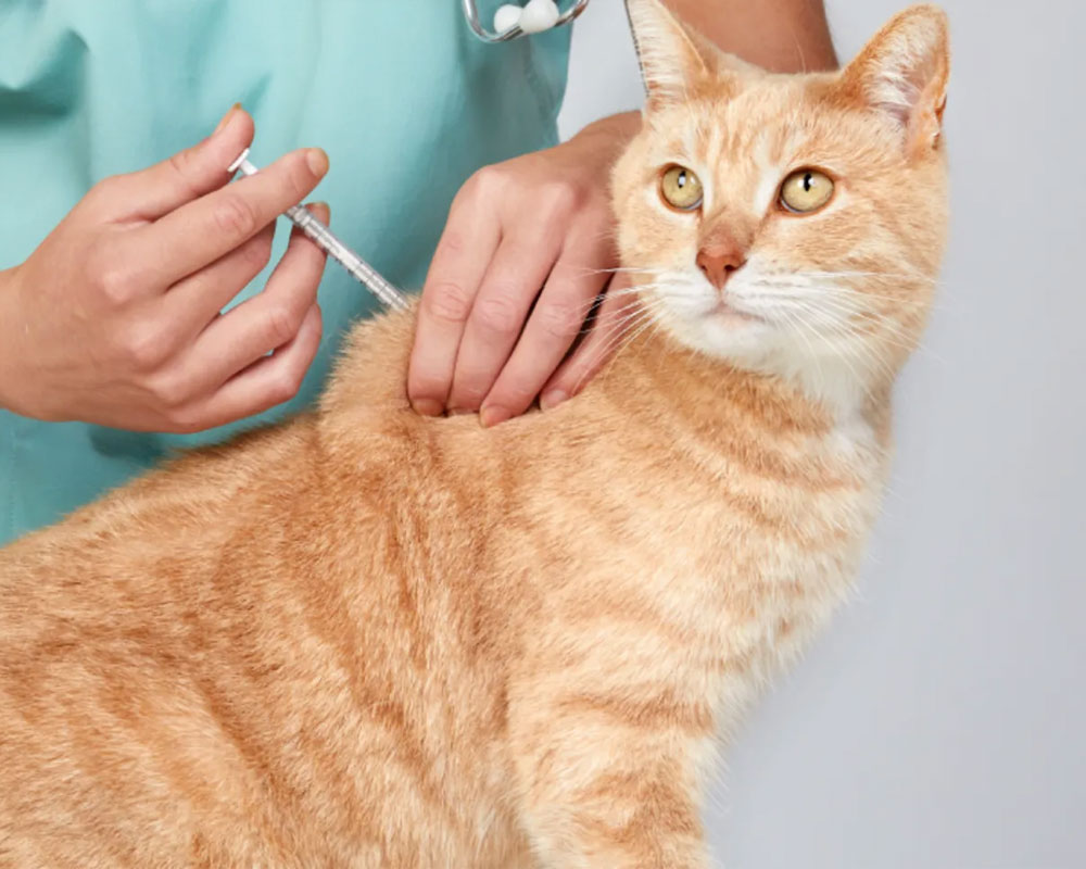 اهمیت واکسیناسیون در سلامت گربه